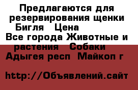 Предлагаются для резервирования щенки Бигля › Цена ­ 40 000 - Все города Животные и растения » Собаки   . Адыгея респ.,Майкоп г.